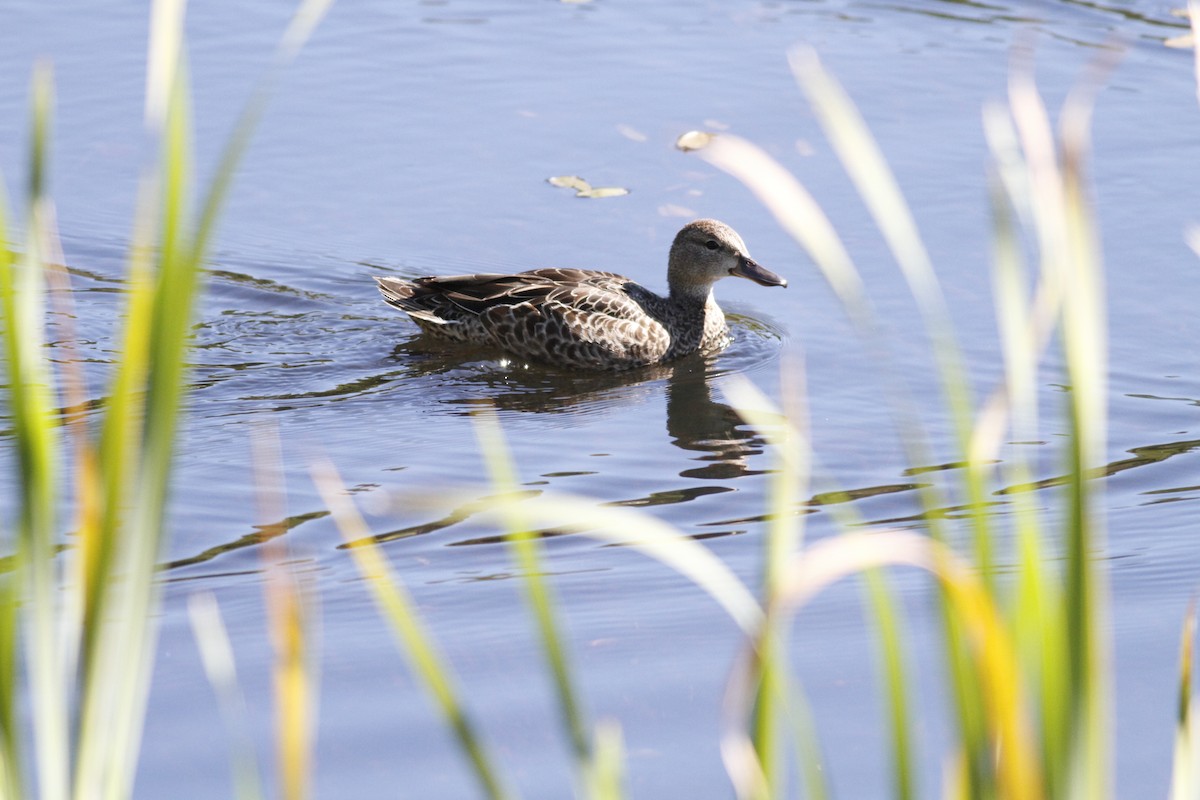 Blue-winged Teal - ML264012401