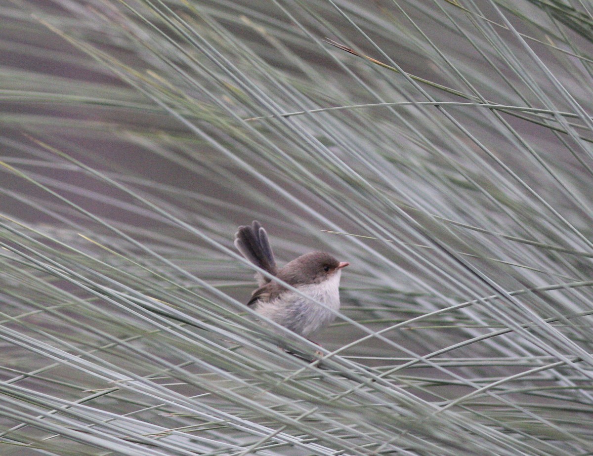 Superb Fairywren - ML264013901