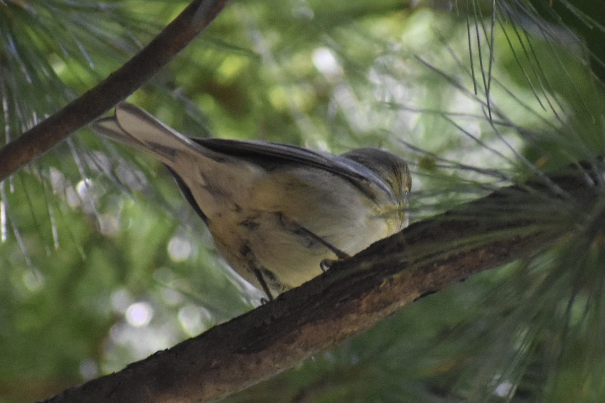 Pine Warbler - ML264014001