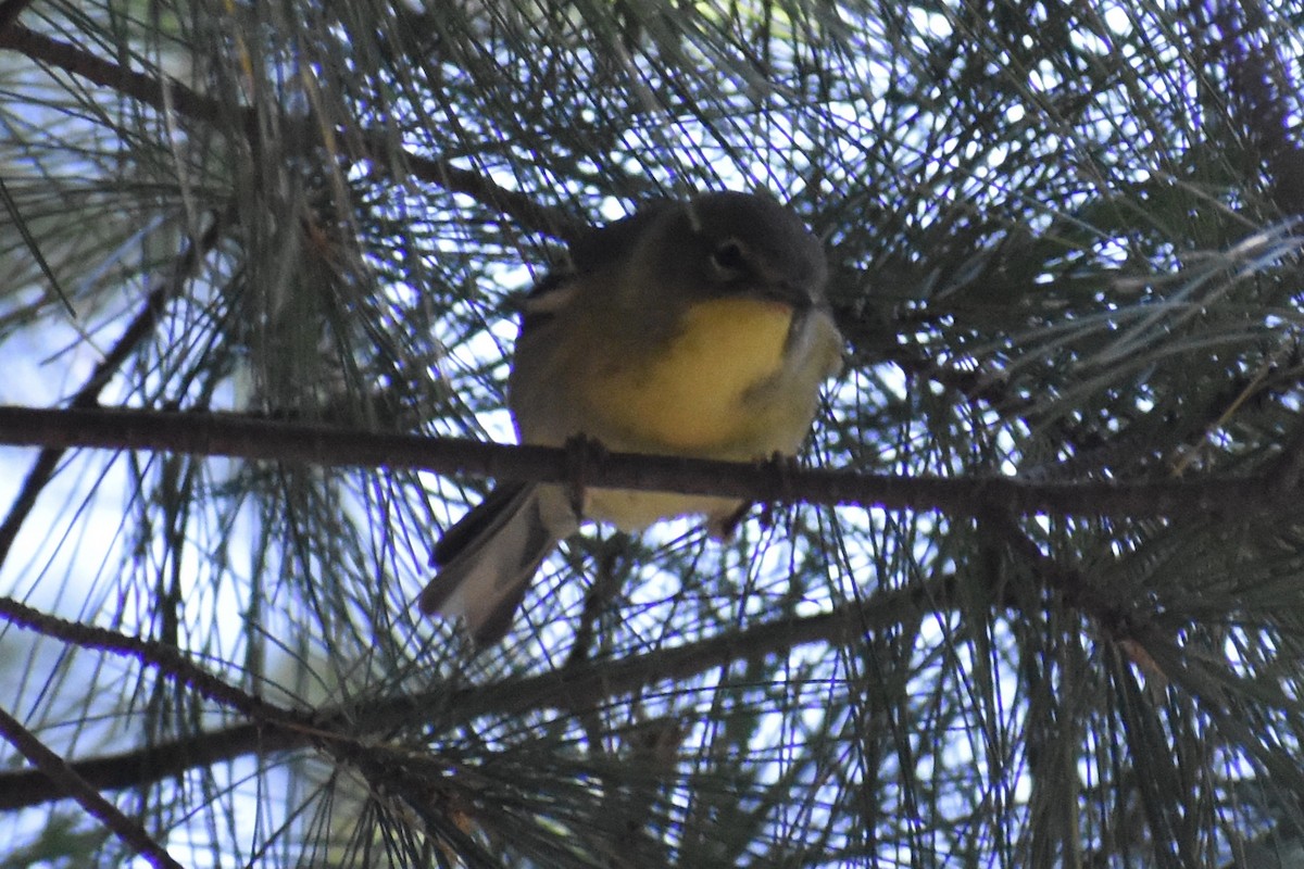 Pine Warbler - Nathan O'Reilly