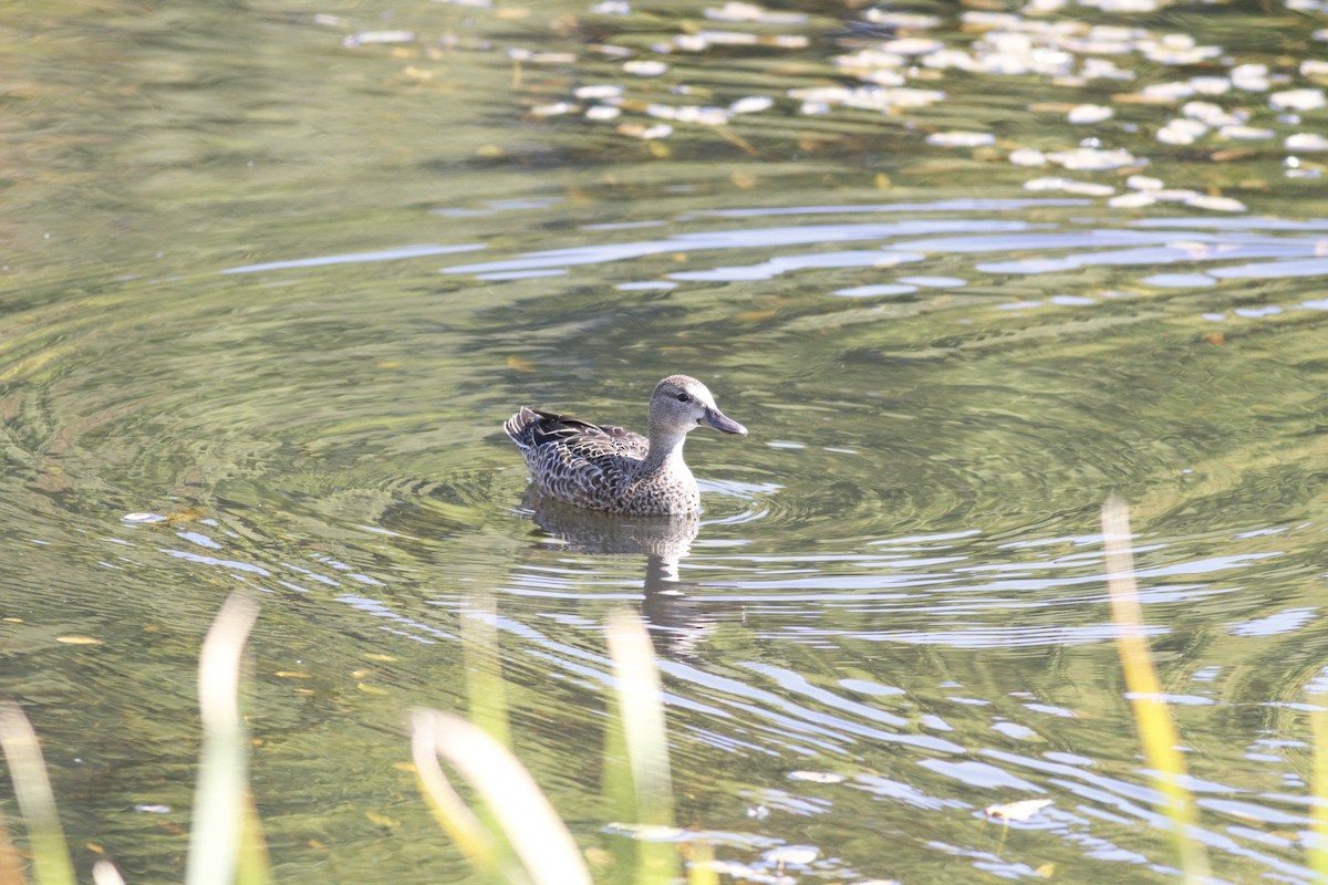 Blue-winged Teal - ML264014161