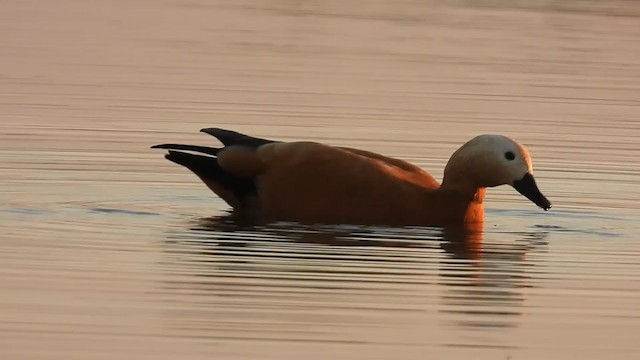 Ruddy Shelduck - ML264018131