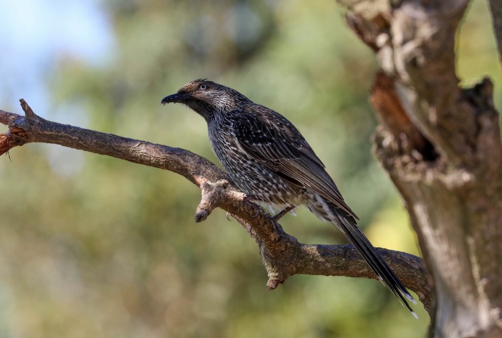 Little Wattlebird - Hickson Fergusson