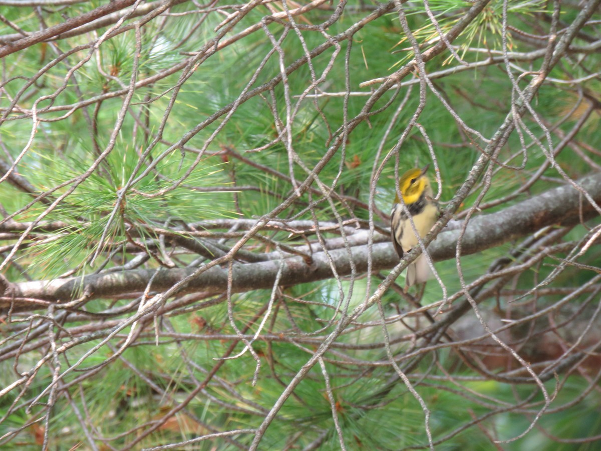 Black-throated Green Warbler - ML264020311