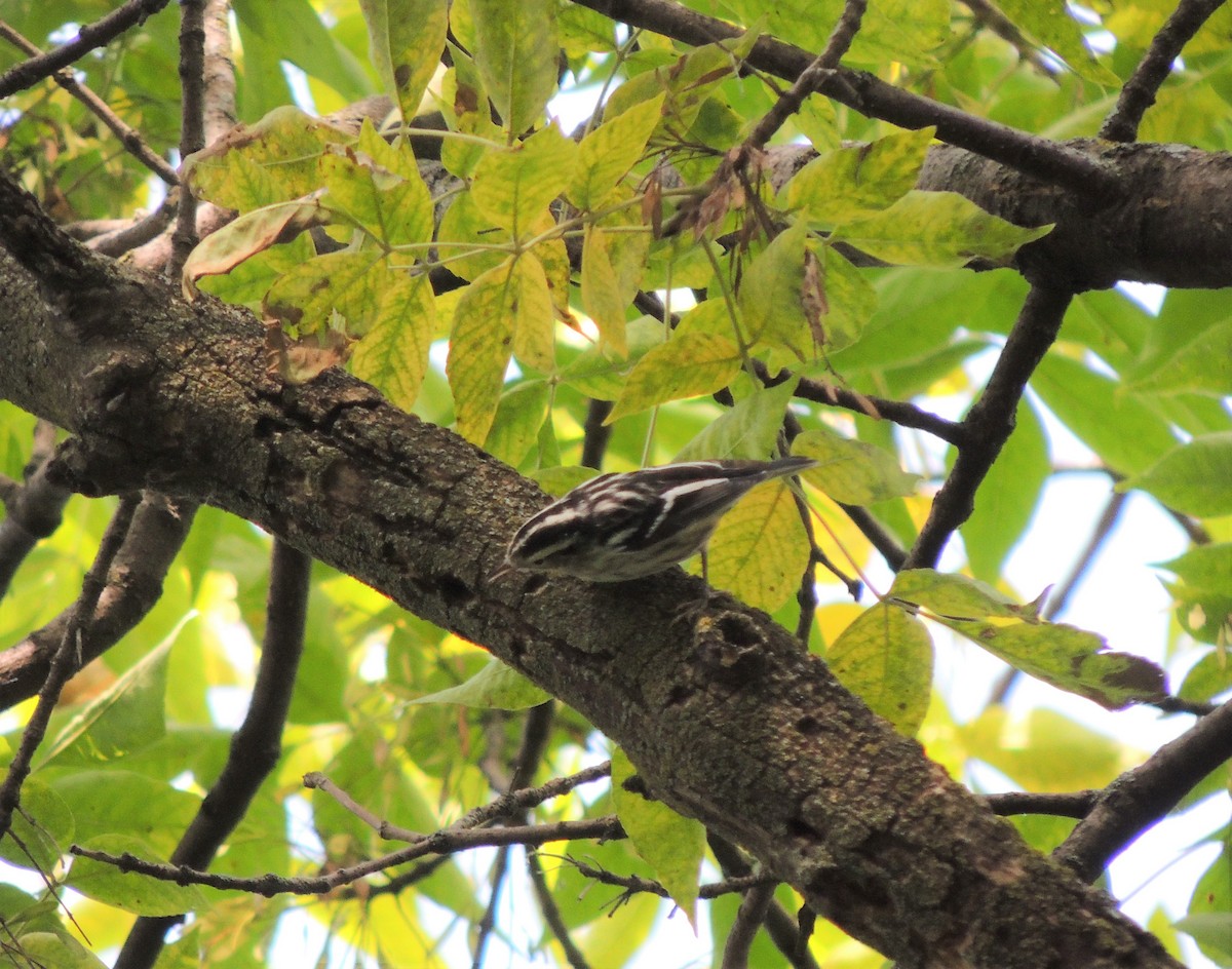 Black-and-white Warbler - Paul & Koni Fank