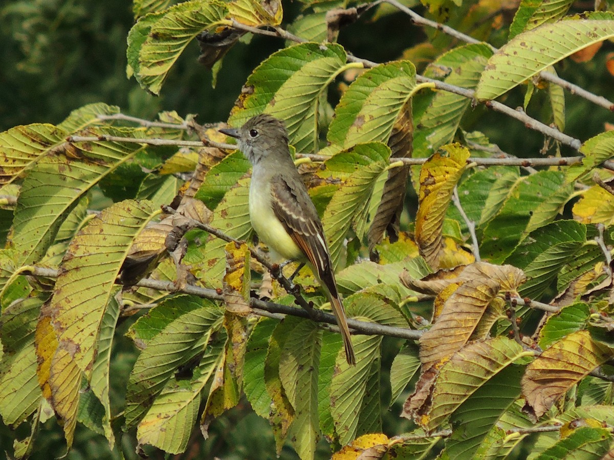 Great Crested Flycatcher - ML264020871