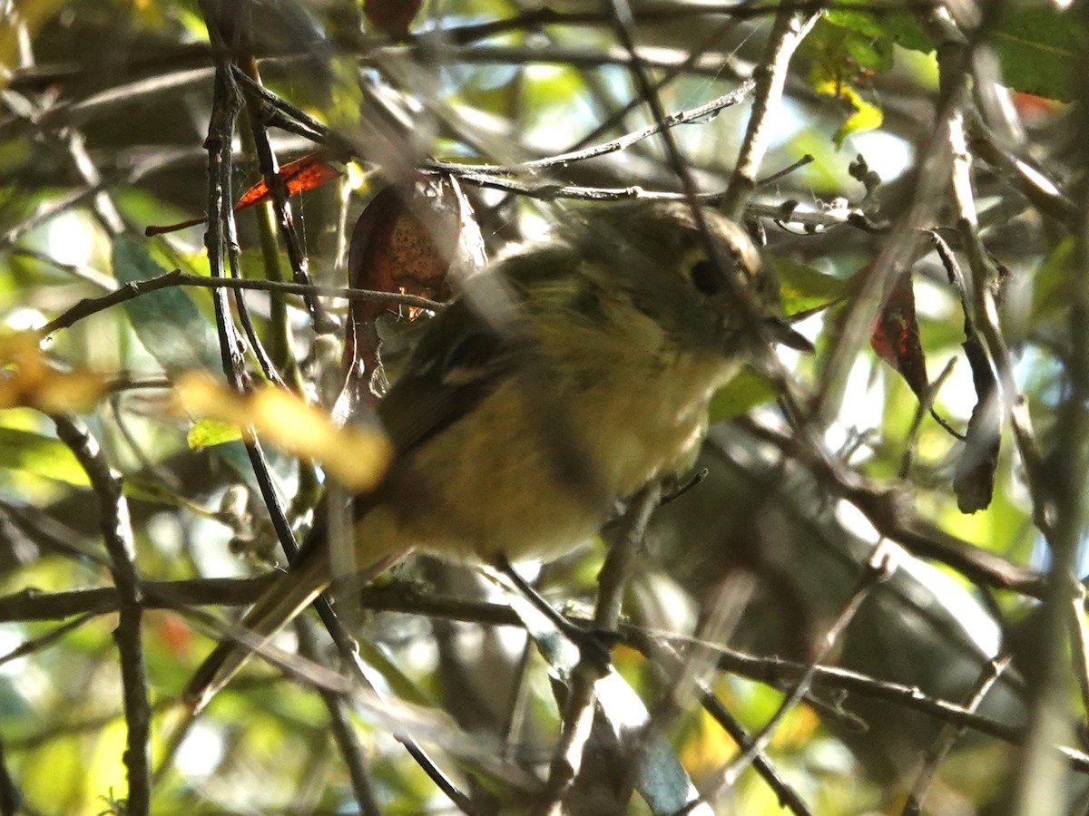 Ruby-crowned Kinglet - ML264021861