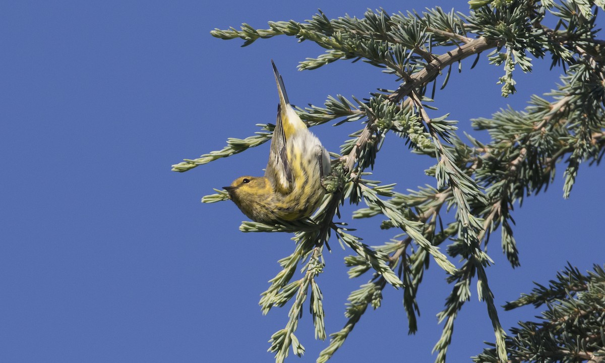 Cape May Warbler - ML264023691