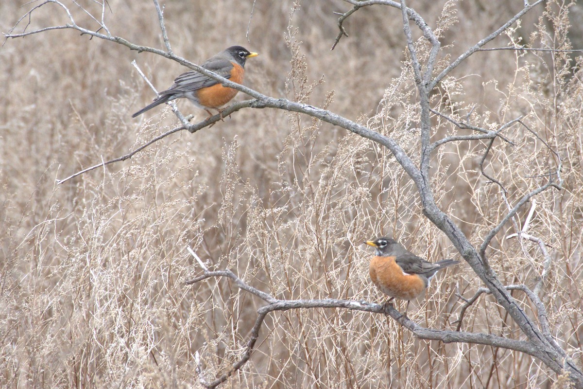 American Robin - ML264023731
