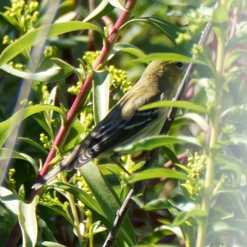 Bay-breasted Warbler - ML264024341