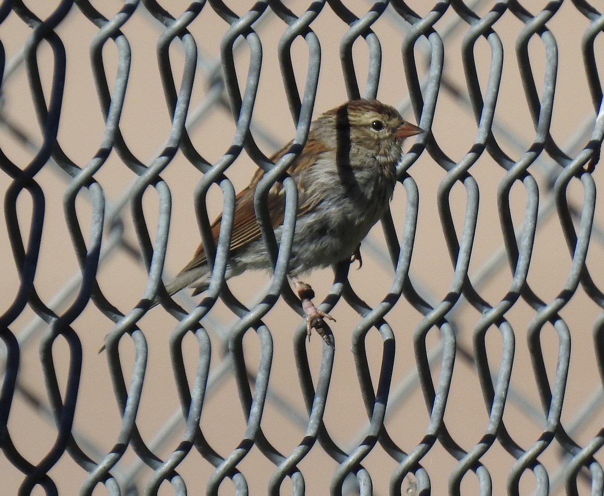 Chipping Sparrow - Glenn Hodgkins