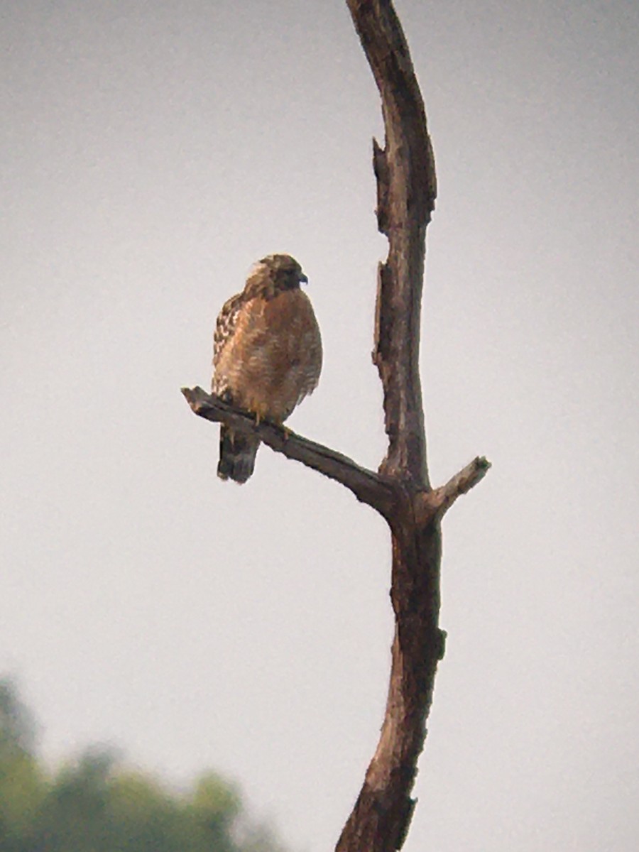 Red-shouldered Hawk - ML264025101