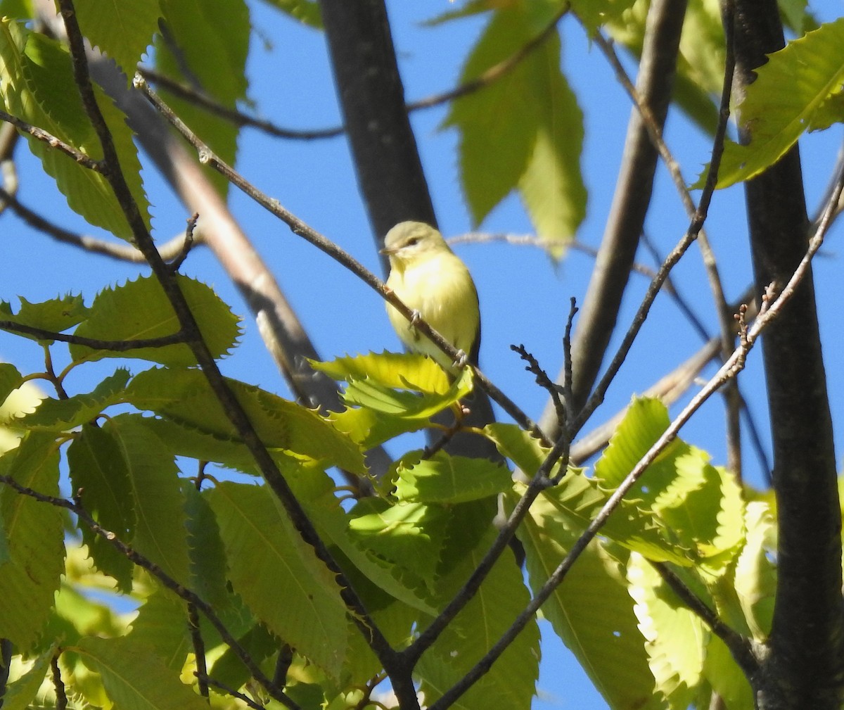 Philadelphia Vireo - ML264025141