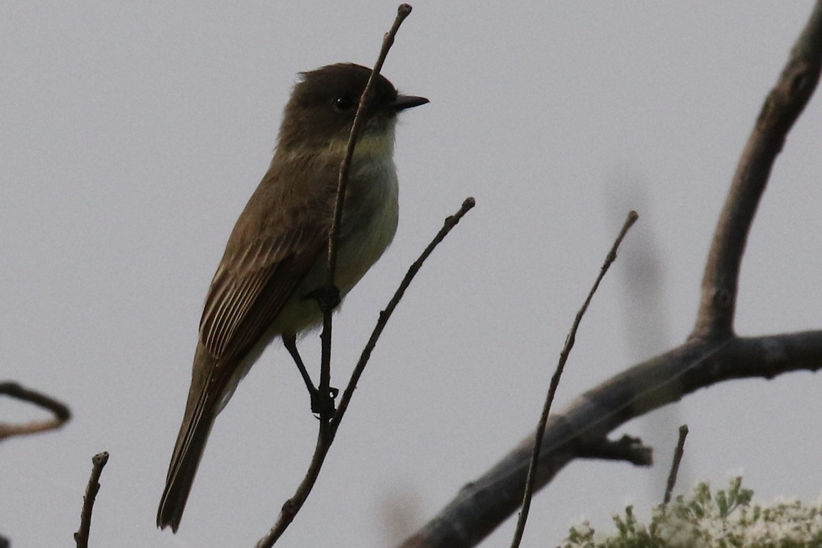 Eastern Phoebe - ML264025621