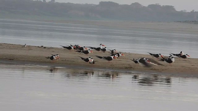 גיזרן הודי - ML264025981