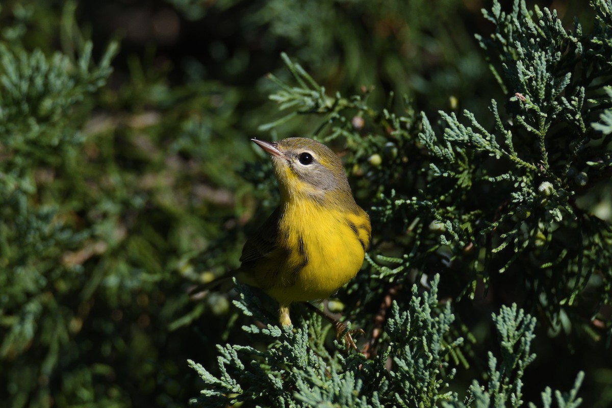 Prairie Warbler - ML264026101