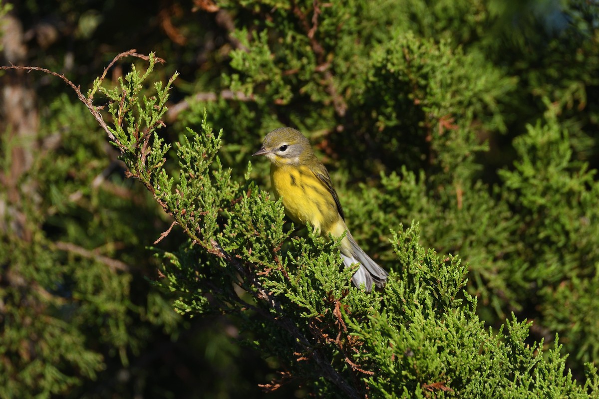 Prairie Warbler - ML264026111