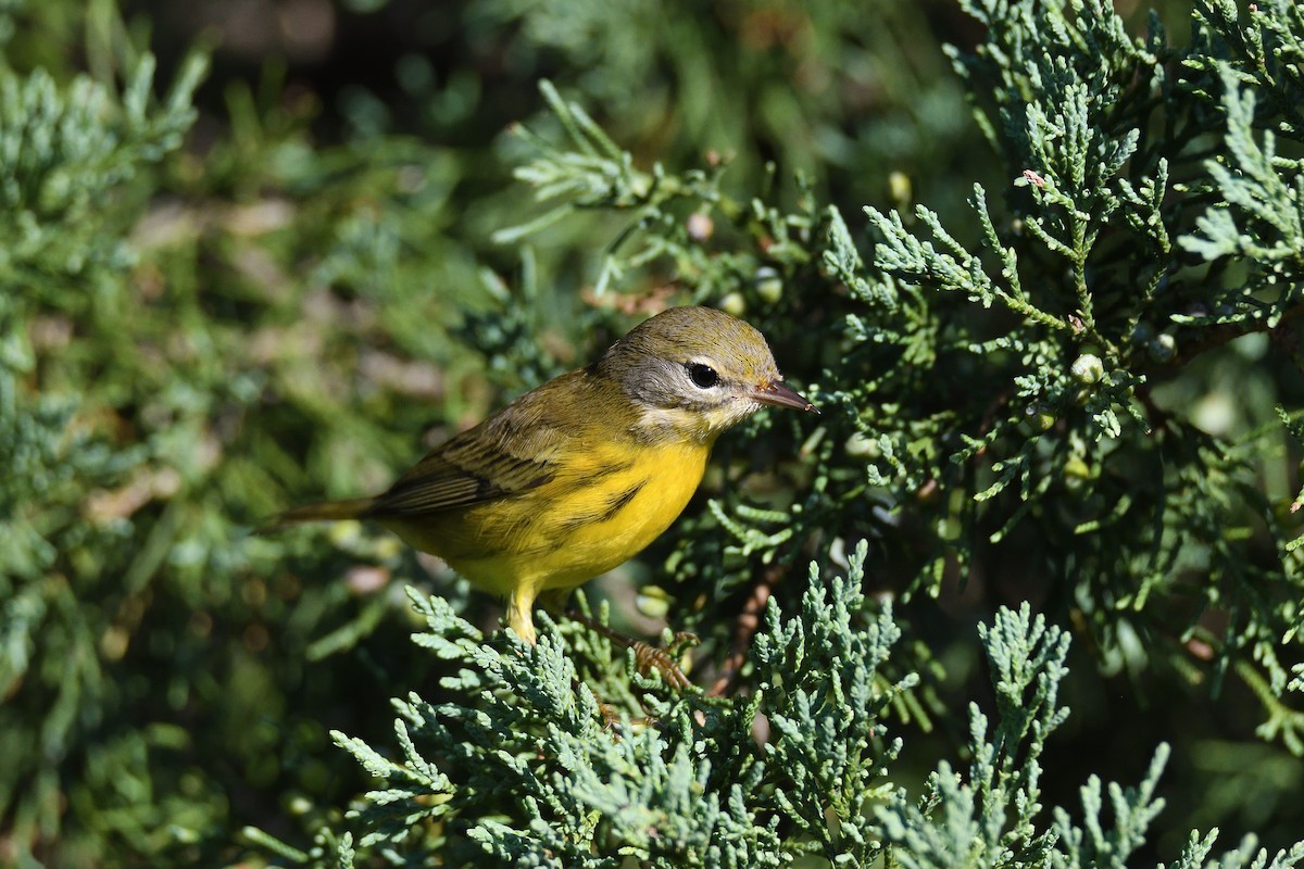Prairie Warbler - ML264026131