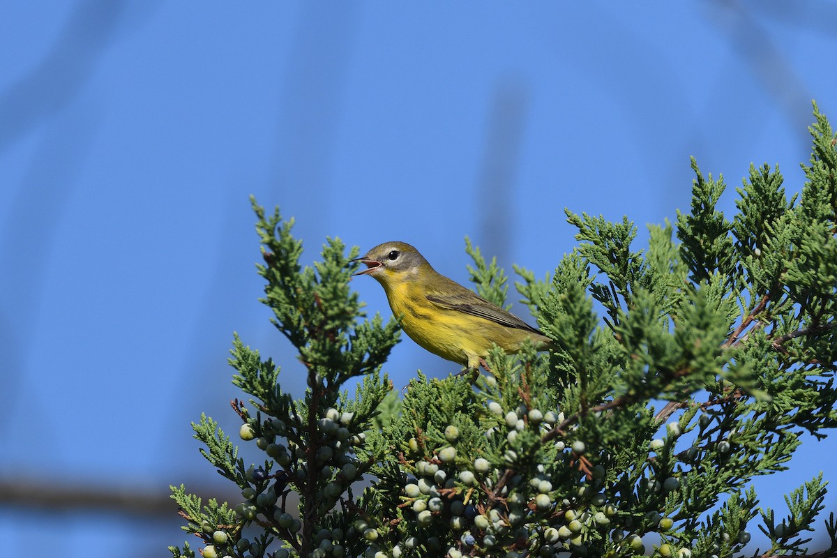 Prairie Warbler - ML264026211