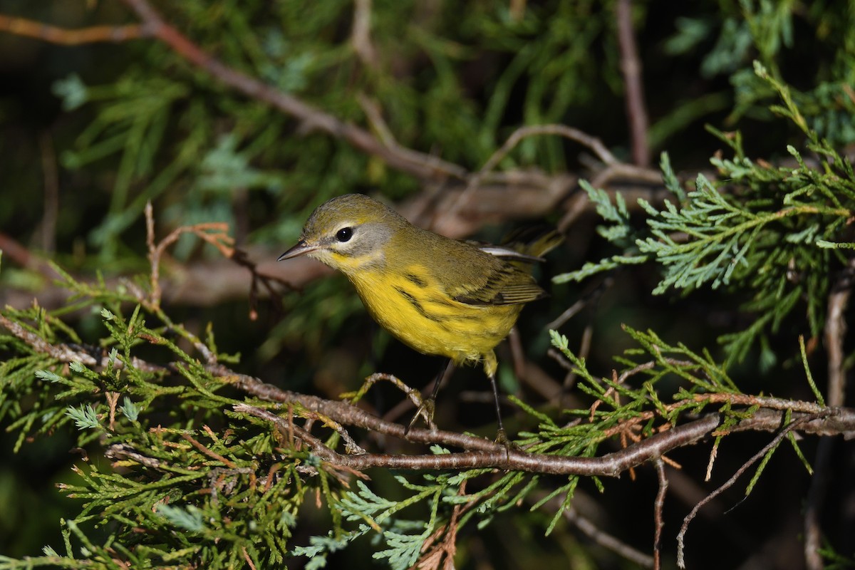 Prairie Warbler - ML264026281