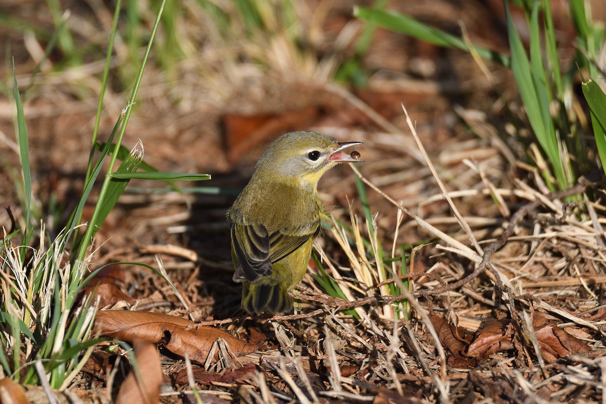 Prairie Warbler - ML264026291