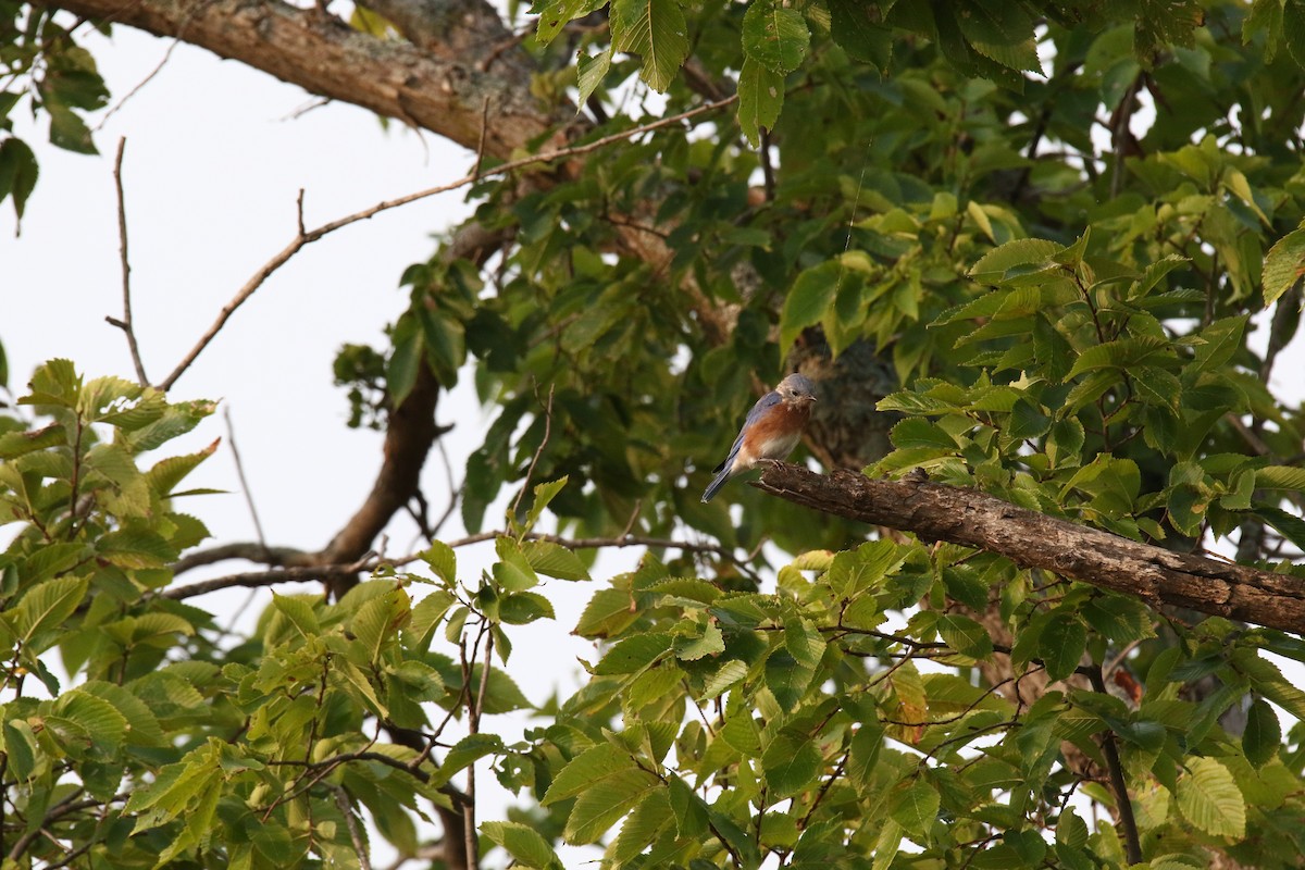 Eastern Bluebird - ML264026521