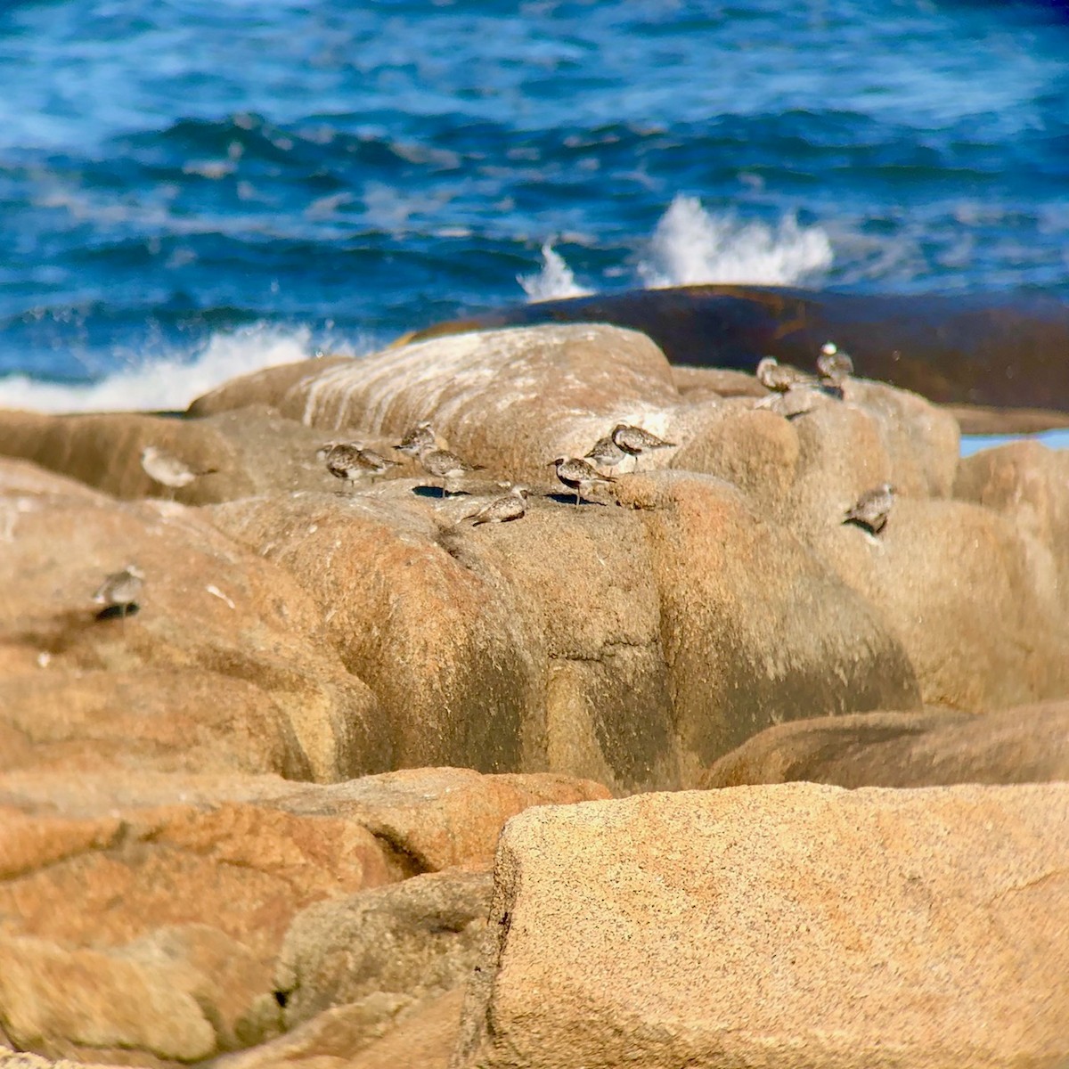 Black-bellied Plover - ML264026961