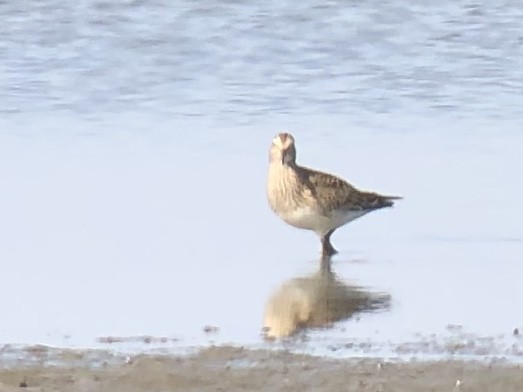 Bécasseau à poitrine cendrée - ML264030081