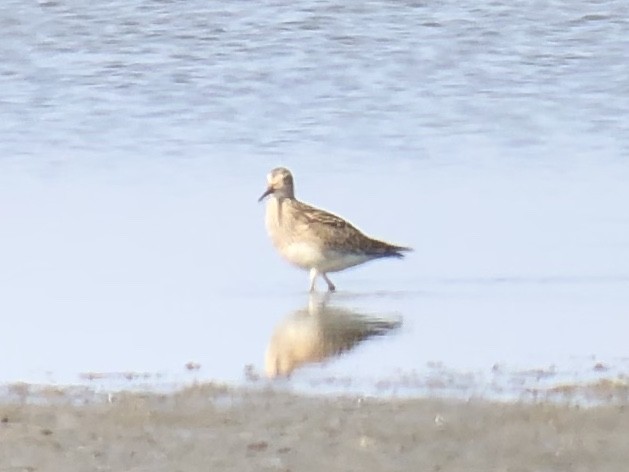 Bécasseau à poitrine cendrée - ML264030091