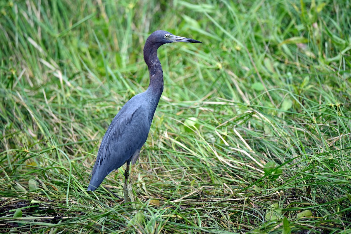 Little Blue Heron - ML264030131