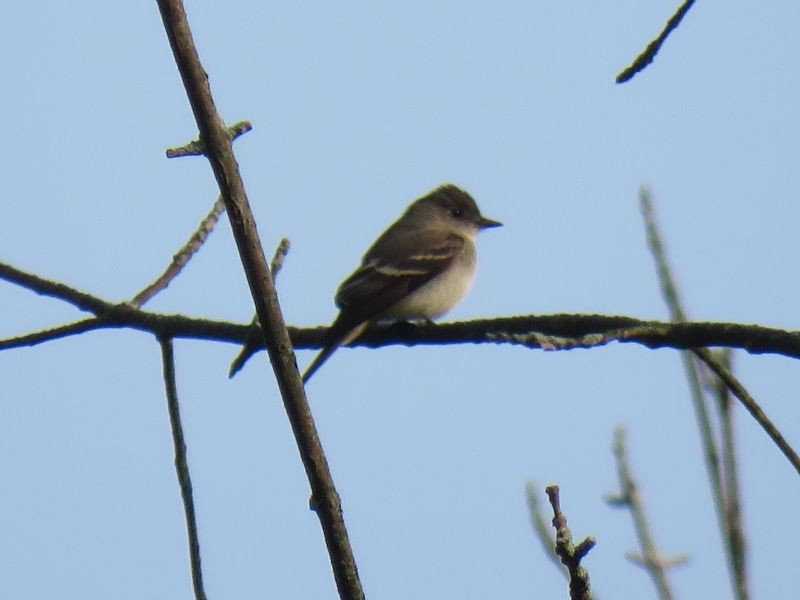 Eastern Wood-Pewee - ML264033971