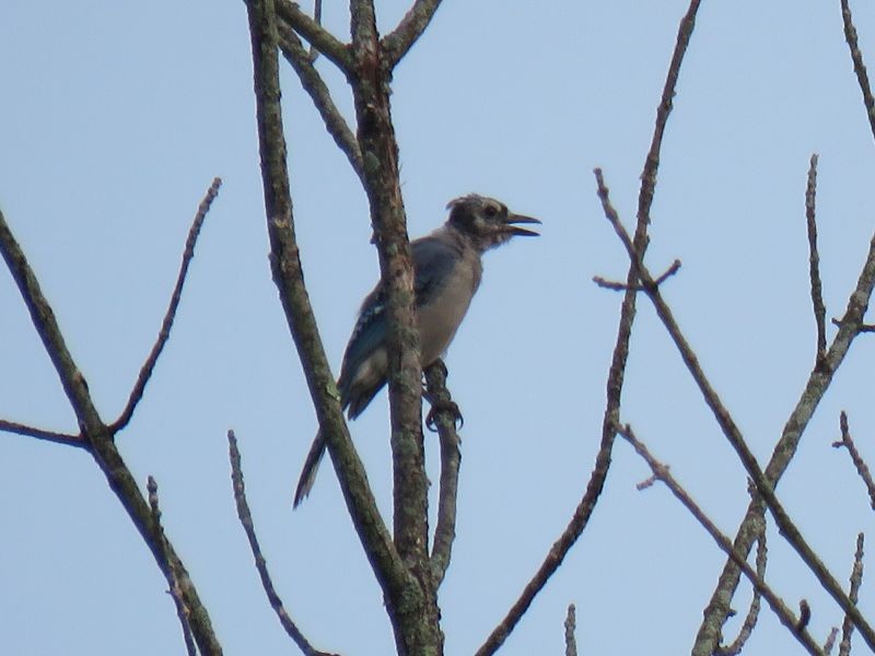 Blue Jay - ML264034021