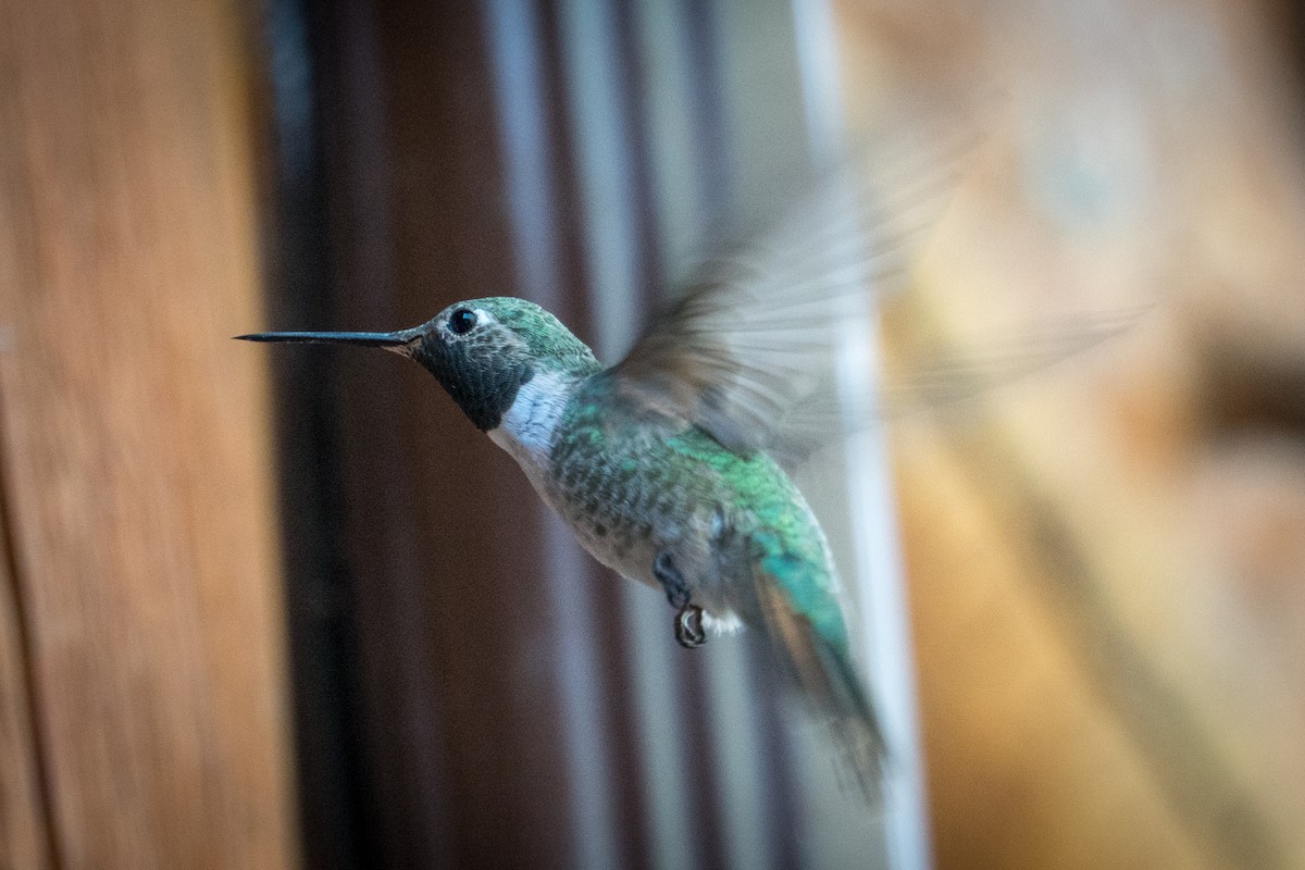 Colibrí Gorjinegro - ML264034181