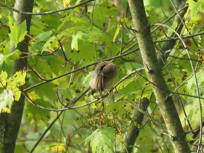 Field Sparrow - ML264034331