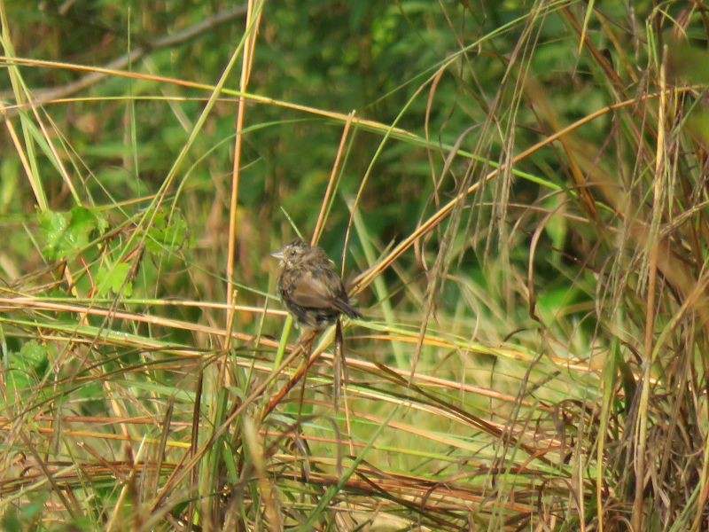 Song Sparrow - ML264034431