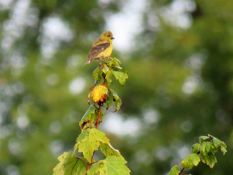 American Goldfinch - ML264034631