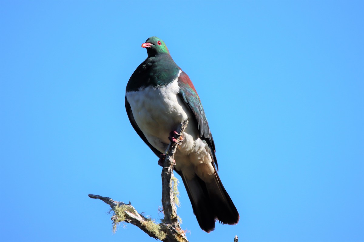 New Zealand Pigeon - PHILIP JACKSON