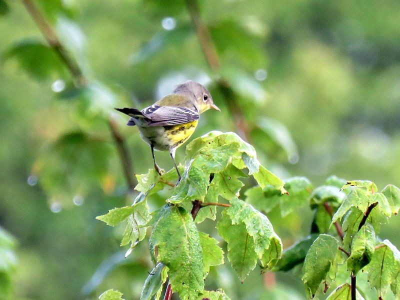 Magnolia Warbler - ML264034961