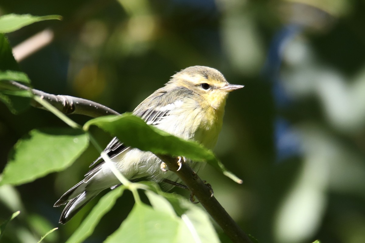 Blackburnian Warbler - ML264036981