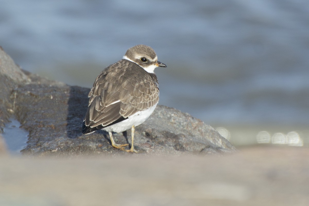 Semipalmated Plover - Emily Weiser