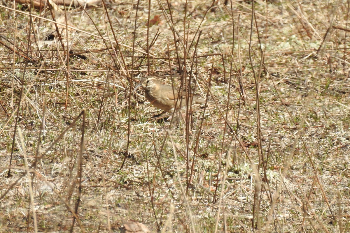 Upucerthie de forêt - ML264039371