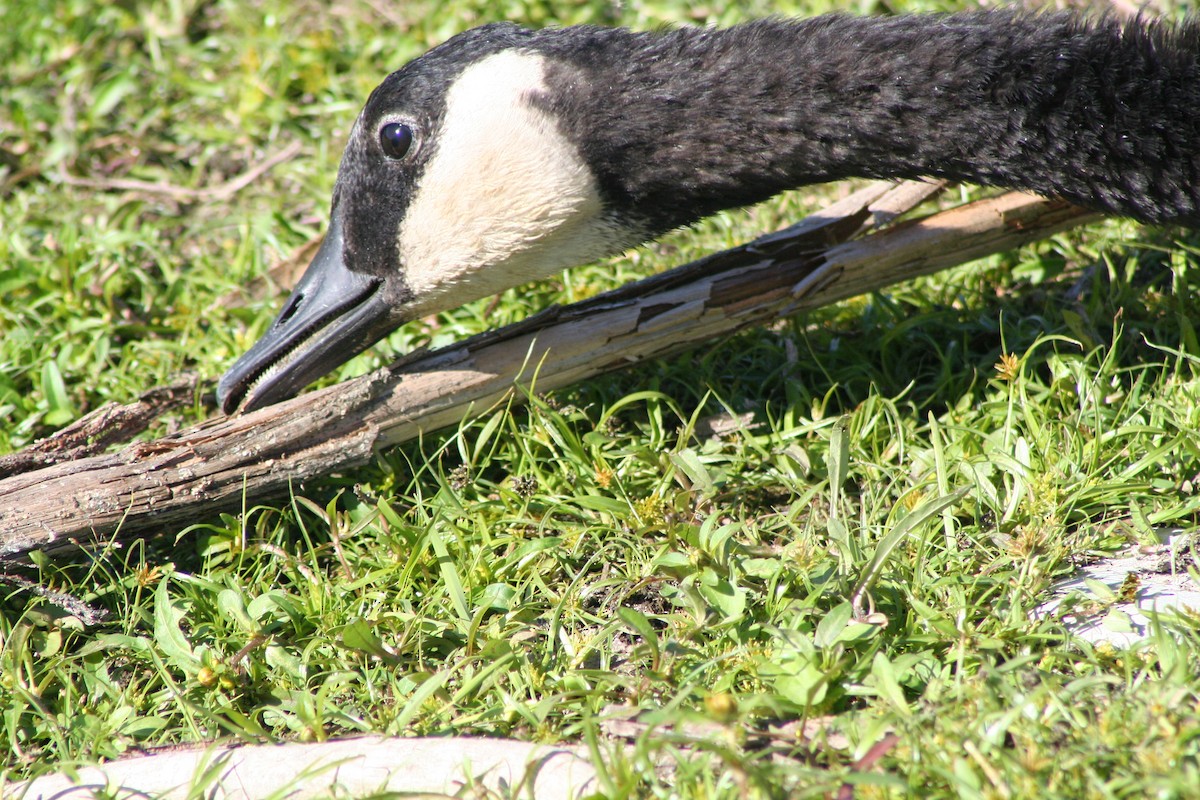 Canada Goose - ML264041521