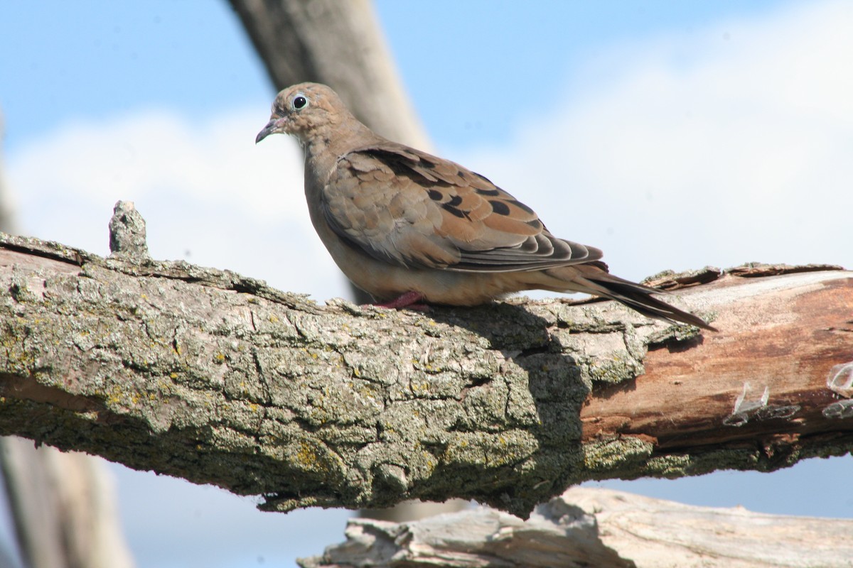 Mourning Dove - ML264042221