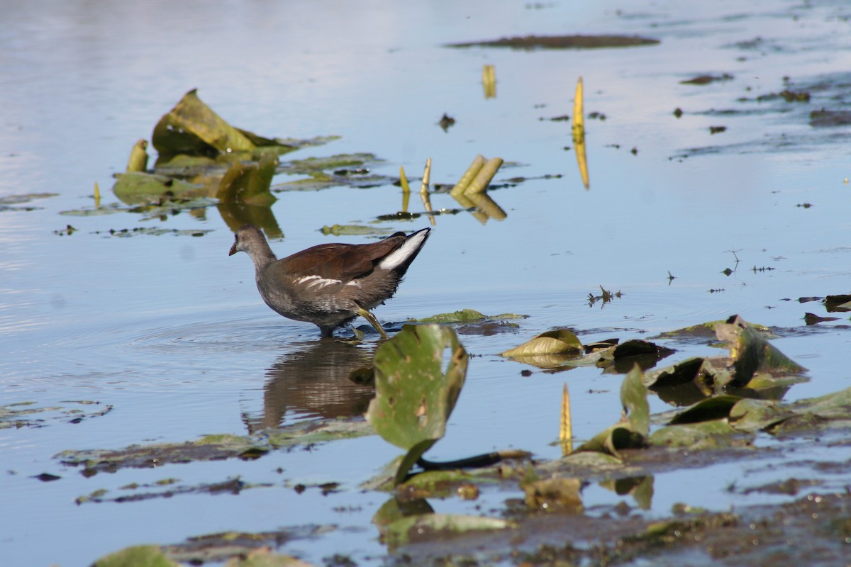 Common Gallinule - ML264042351