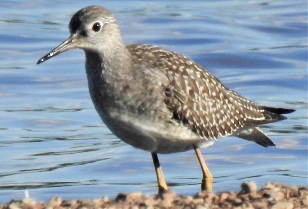 Lesser Yellowlegs - ML264042461