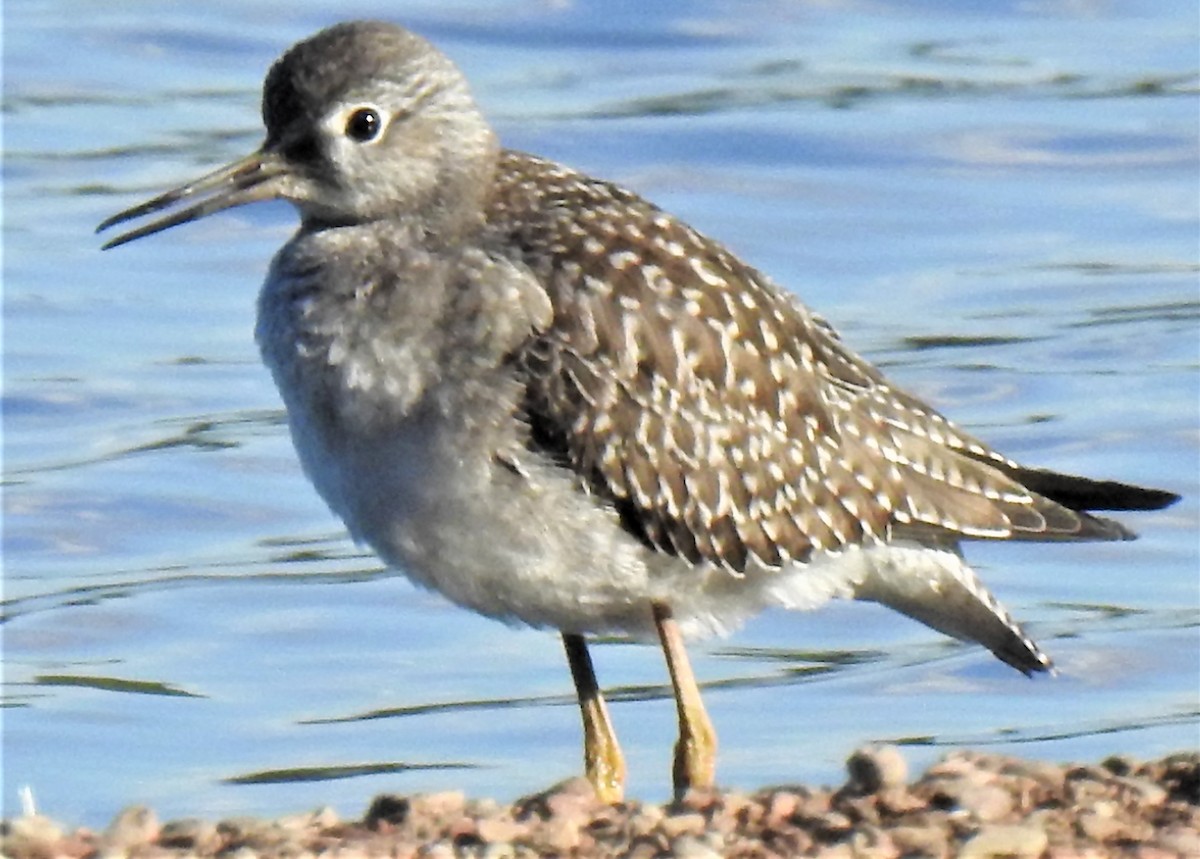 Lesser Yellowlegs - ML264042471