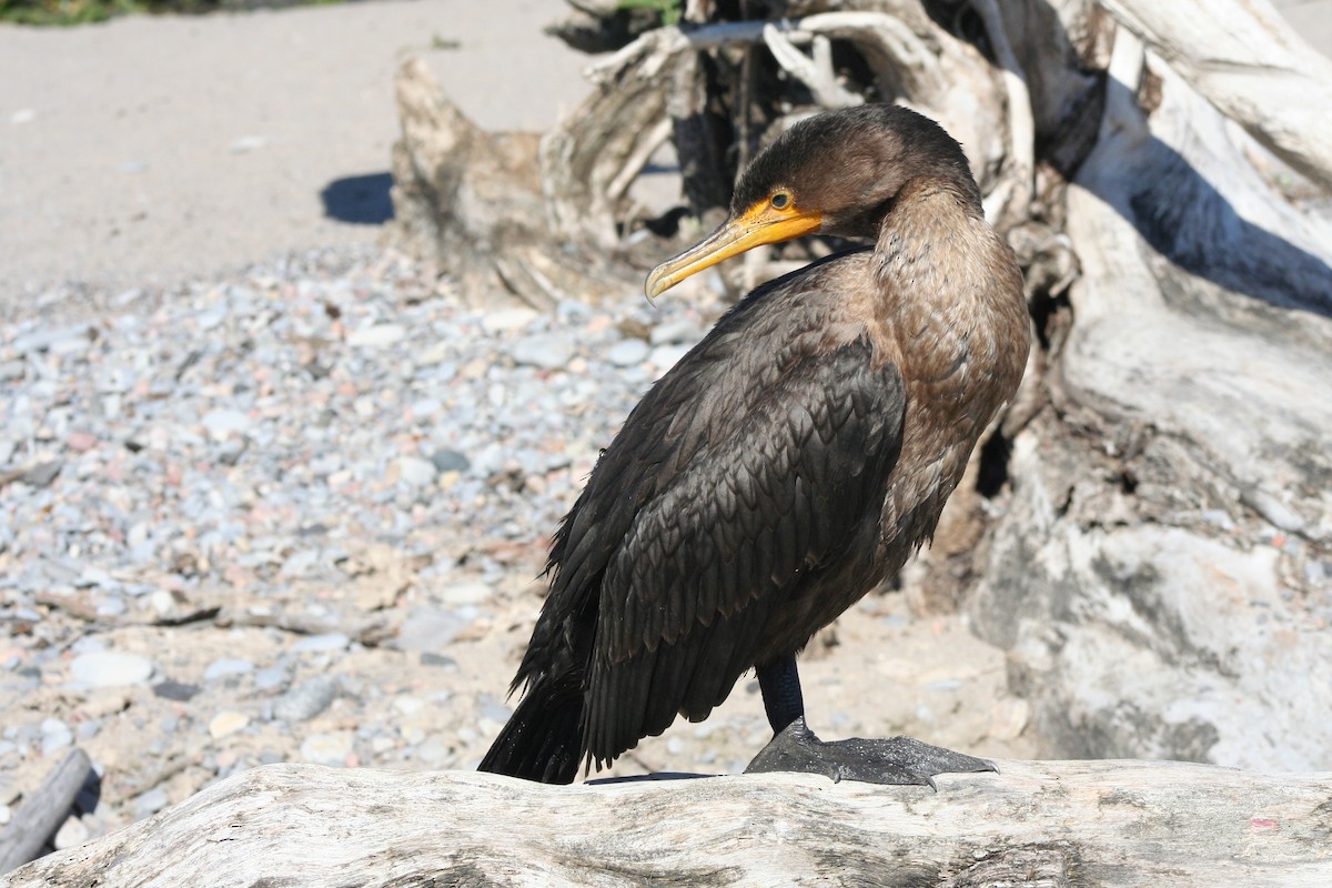 Double-crested Cormorant - Martin Parker