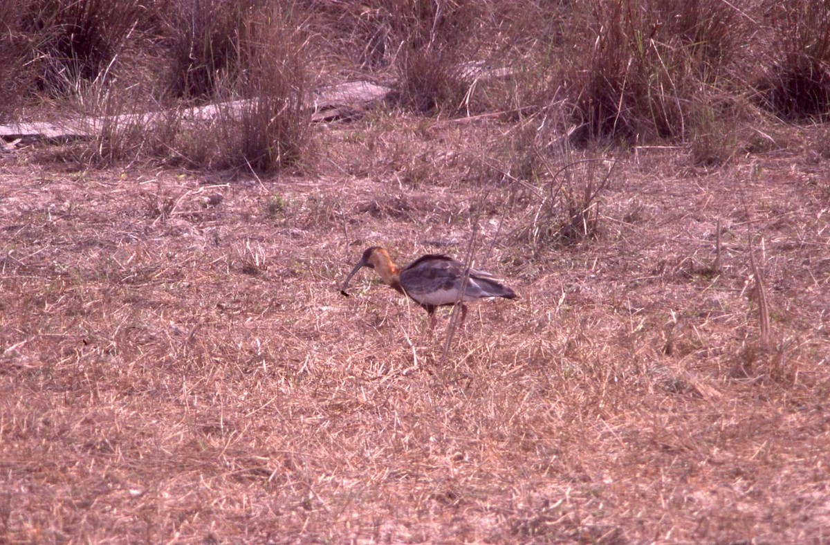 Buff-necked Ibis - ML26404311