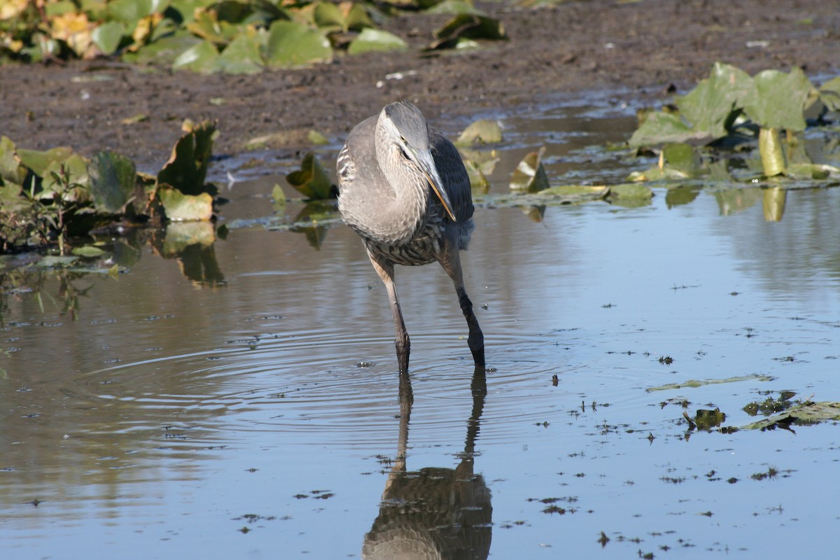 Great Blue Heron - ML264043341