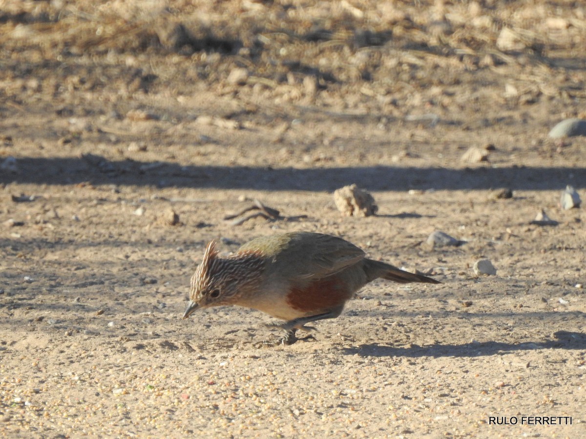 Crested Gallito - feliciano osvaldo ferretti